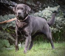 Purebred Lab Puppies. Yellow and Black - Photo 9