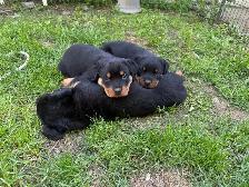 Rottweiler Puppies