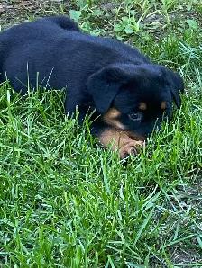 Rottweiler Puppies - Photo 2