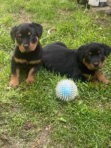 Rottweiler Puppies - Photo 3