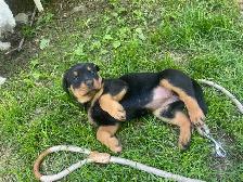 Rottweiler Puppies - Photo 4