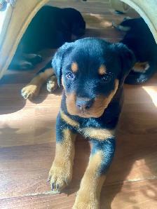 Rottweiler Puppies - Photo 5