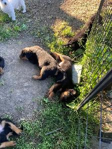 Rottweiler Puppies - Photo 6