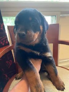 Rottweiler Puppies - Photo 7