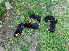 Rottweiler Puppies - Photo 8