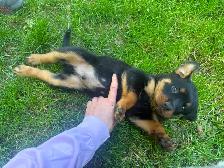 Rottweiler Puppies - Photo 9