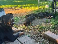 Rottweiler Puppies - Photo 10