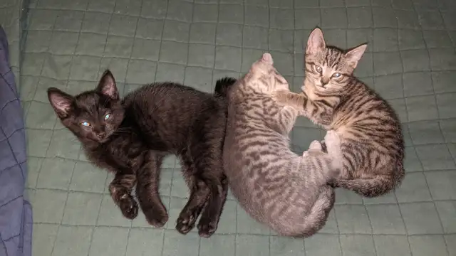 Adorables chatons prêts pour adoption