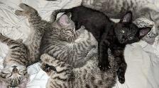 Adorables chatons prêts pour adoption - Photo 2
