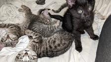 Adorables chatons prêts pour adoption - Photo 3