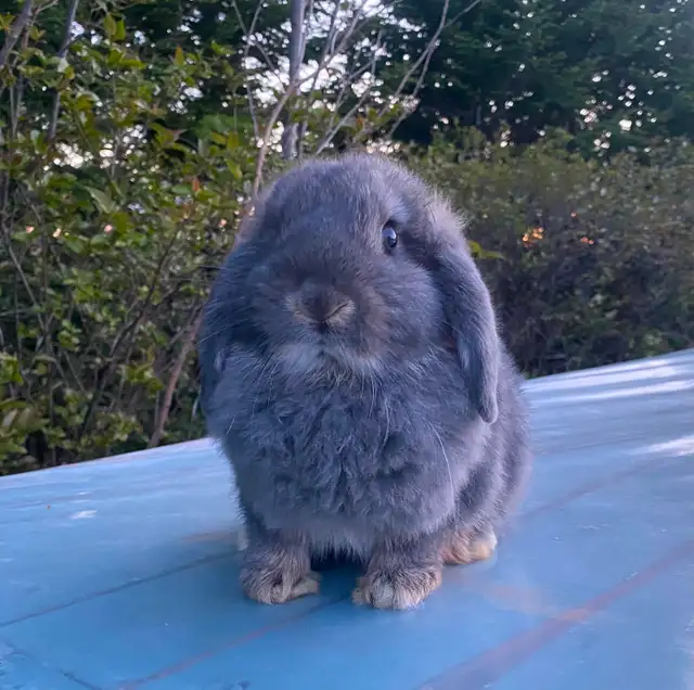 Holland Lop Buck Ready For His Loving Home! ❤️