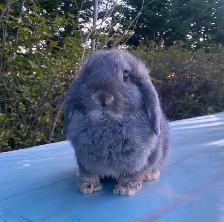 Holland Lop Buck Ready For His Loving Home! ❤️