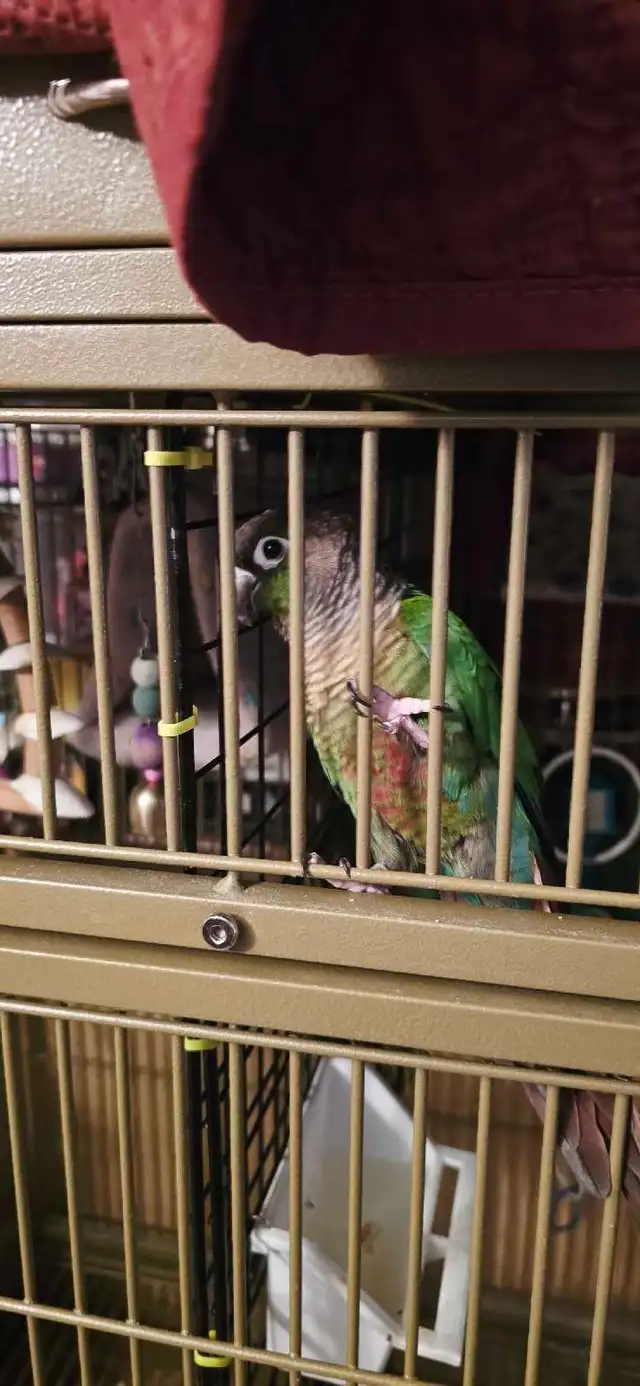 conure a vendre
