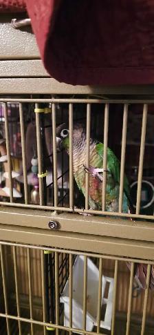 conure a vendre