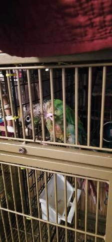 conure a vendre - Photo 2