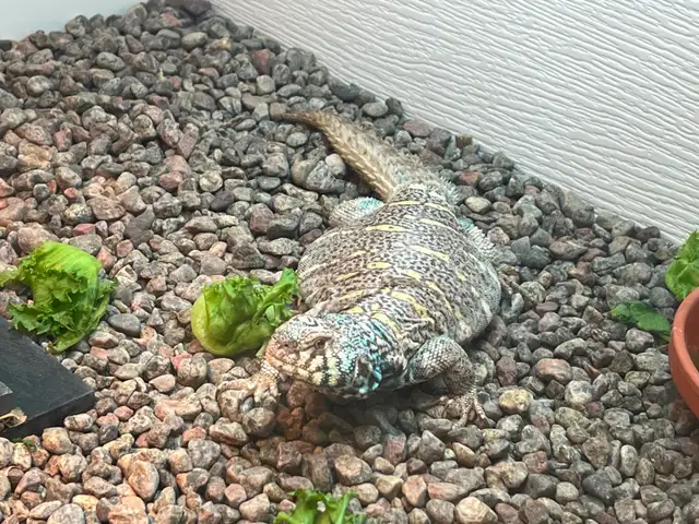 Uromastyx ORNATA