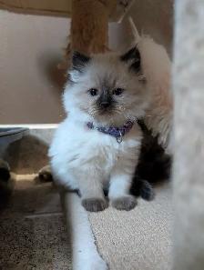 Adorable Ragdoll Kittens