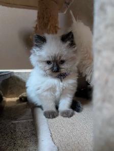 Adorable Ragdoll Kittens - Photo 2