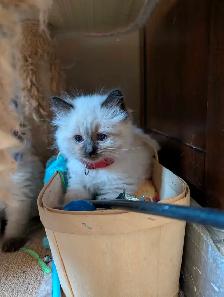 Adorable Ragdoll Kittens - Photo 4