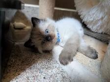 Adorable Ragdoll Kittens - Photo 6