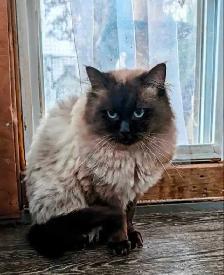 Adorable Ragdoll Kittens - Photo 8