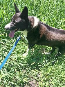 Pet Sitter/Dog Walker - Photo 3