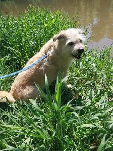 Pet Sitter/Dog Walker - Photo 4