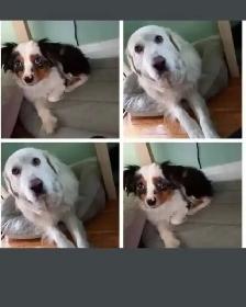 Pet Sitter/Dog Walker - Photo 6