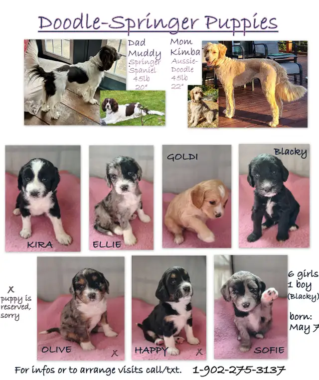 Doodle-Spaniel Puppies