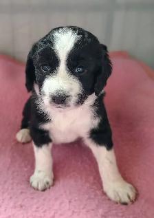 Doodle-Spaniel Puppies - Photo 2