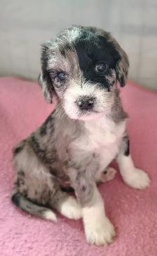 Doodle-Spaniel Puppies - Photo 3