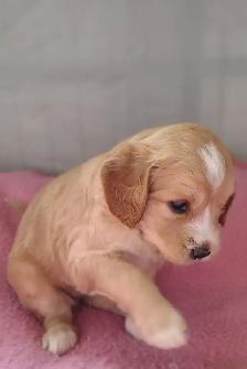 Doodle-Spaniel Puppies - Photo 4