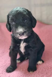 Doodle-Spaniel Puppies - Photo 5