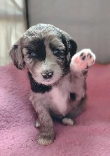 Doodle-Spaniel Puppies - Photo 6