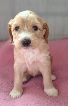 Doodle-Spaniel Puppies - Photo 7