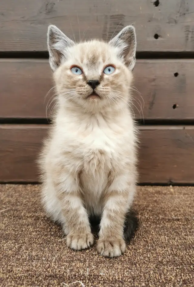 Part Ragdoll and Siamese Male Kitten
