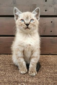 Part Ragdoll and Siamese Male Kitten
