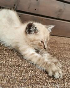 Part Ragdoll and Siamese Male Kitten - Photo 2