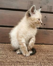 Part Ragdoll and Siamese Male Kitten - Photo 3