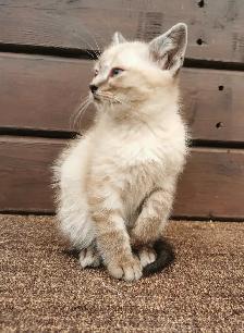 Part Ragdoll and Siamese Male Kitten - Photo 4