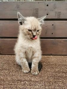 Part Ragdoll and Siamese Male Kitten - Photo 5
