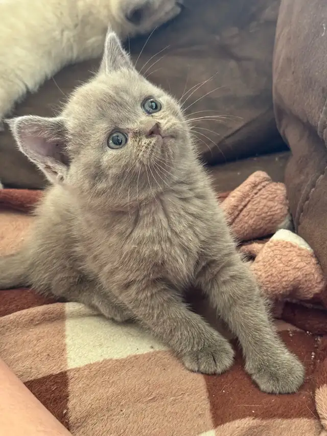 Siamese Scottish fold