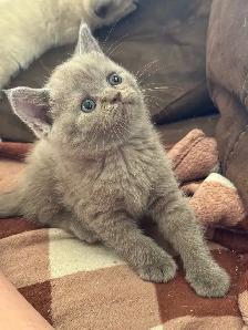 Siamese Scottish fold