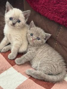 Siamese Scottish fold - Photo 5
