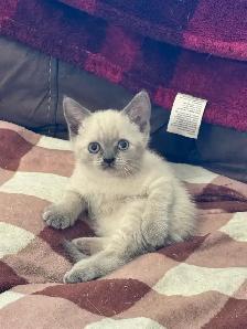 Siamese Scottish fold - Photo 6