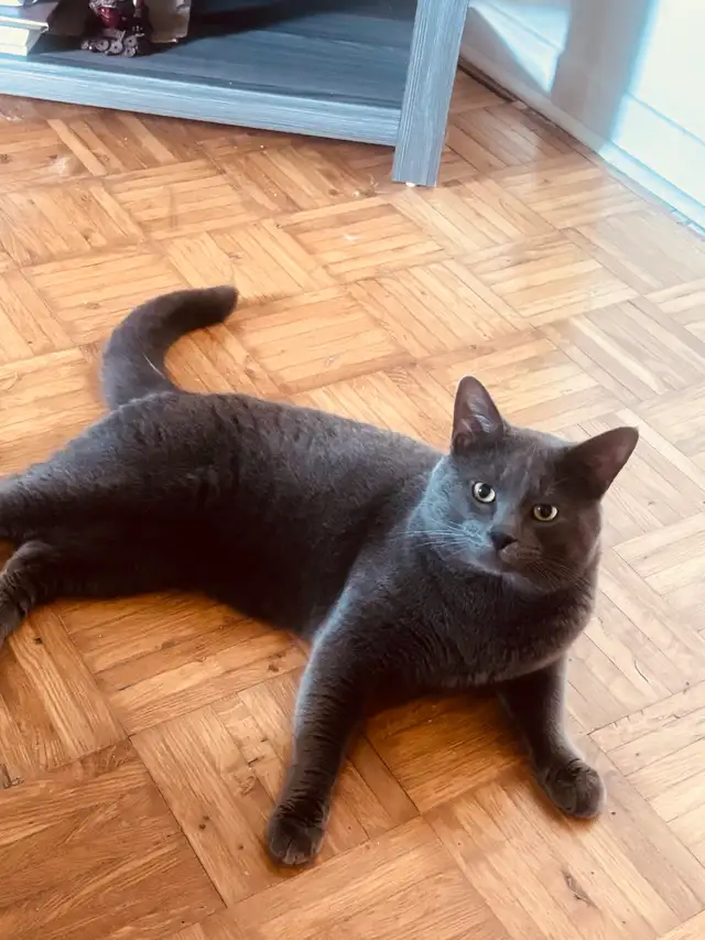 chat à donner