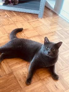 chat à donner