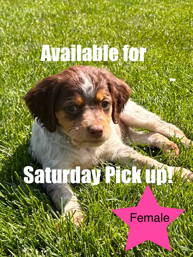 Beautiful Brittany Puppies