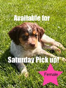 Beautiful Brittany Puppies