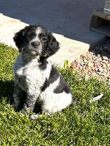 Beautiful Brittany Puppies - Photo 2